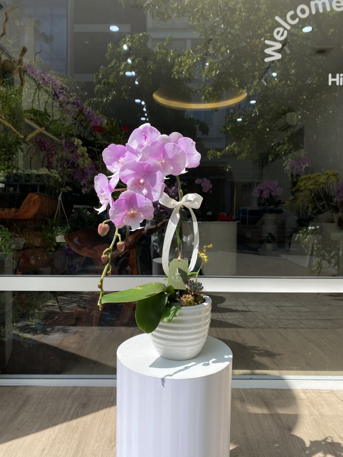 Chậu Hoa Lan Hồng